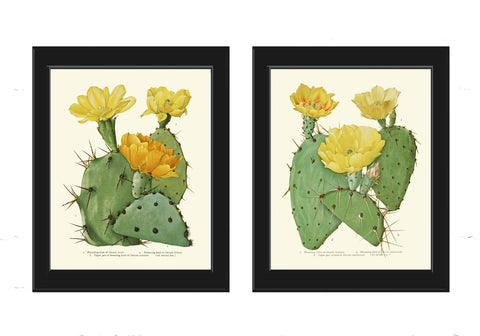 Blooming Cactus Flowers Botanical Prints Wall Art Set of 2 Beautiful Antique Vintage Tropical Exotic Nature Plant Home Decor to Frame ME