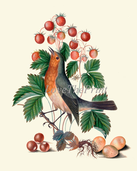 Bird Print Set Wall Art of 2 Prints Beautiful Antique Pretty Red Blue Berries Flowers Butterfly Picture Illustration Home Decor to Frame BJB