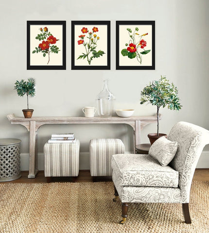 Red Flowers Botanical Wall Art Set of 3 Prints Beautiful Antique Vintage Roses Nasturtium Dining Room Farmhouse Home Room Decor to Frame RE