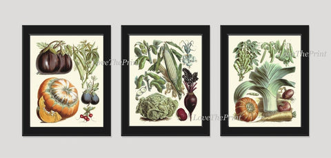 Antique Vegetable Garden Plants Botanical Wall Art Set of 3 Prints Beautiful Vintage Corn Cabbage Pumpkin Beets Home Room Decor to Frame LP