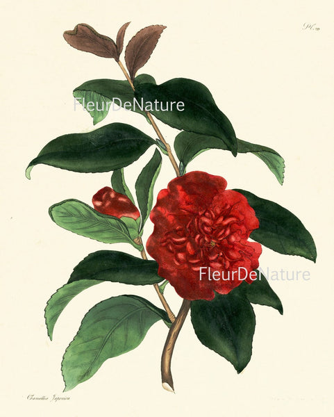 Botanical Wall Art Set of 6 Prints Beautiful White Pink Red Magnolia Camellia Dahlia Green Spring Garden Home Room Decor to Frame HA