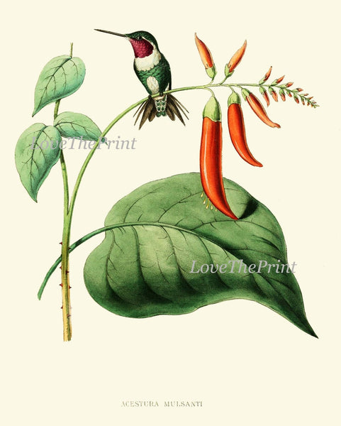 Hummingbird Wall Decor Art Print Set of 9 Beautiful Antique Birds Pink Green Tropical Exotic Flowers Decoration Illustration to Frame HUMM