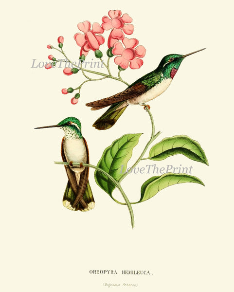 Hummingbird Wall Decor Art Print Set of 9 Beautiful Antique Birds Pink Green Tropical Exotic Flowers Decoration Illustration to Frame HUMM