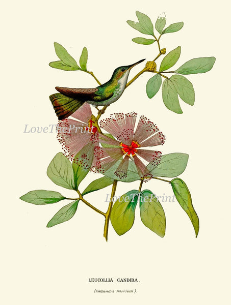 Hummingbird Wall Decor Art Print Set of 9 Beautiful Antique Birds Pink Green Tropical Exotic Flowers Decoration Illustration to Frame HUMM