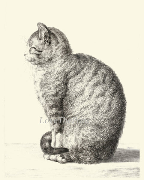 Cat Illustration Drawing Wall Art Print Set of 4 Beautiful Antique Vintage Kitty Kitten Cute Pet Animal Picture Home Room Decor to Frame JB