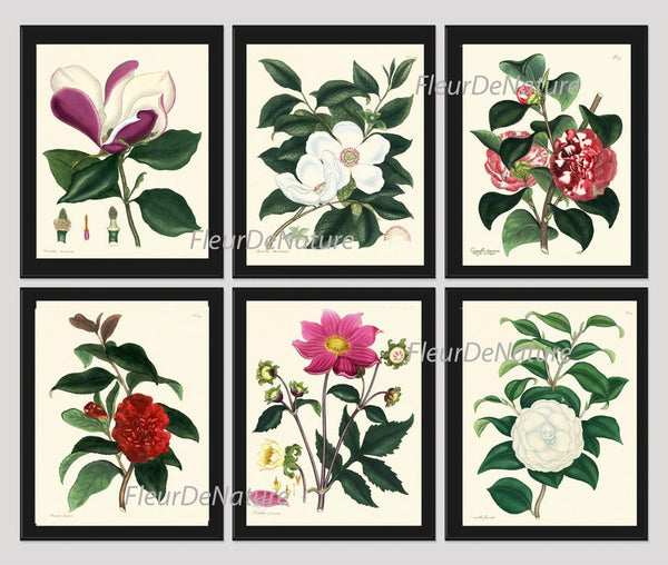 Botanical Wall Art Set of 6 Prints Beautiful White Pink Red Magnolia Camellia Dahlia Green Spring Garden Home Room Decor to Frame HA