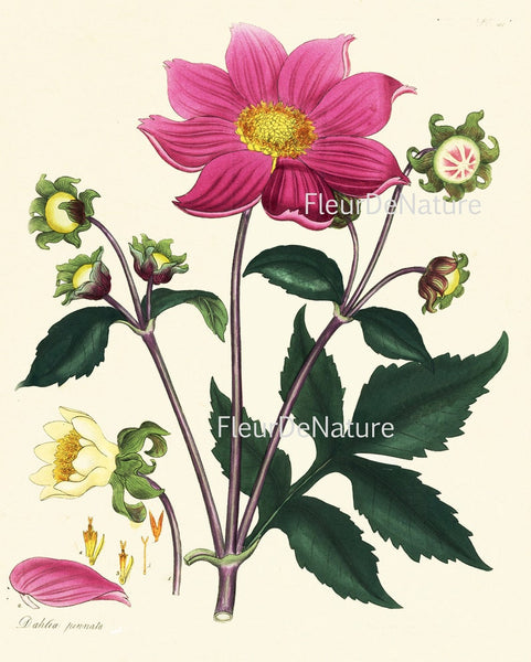 Botanical Wall Art Set of 6 Prints Beautiful White Pink Red Magnolia Camellia Dahlia Green Spring Garden Home Room Decor to Frame HA