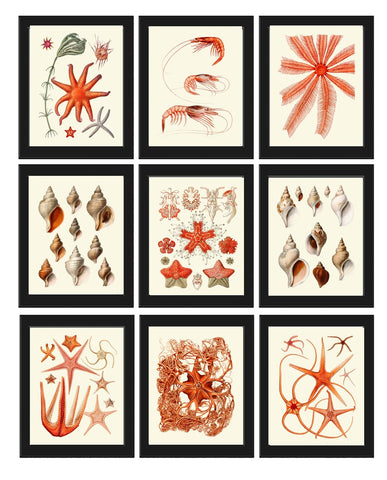 Coral Shells Wall Art Set of 9 Prints Beautiful Antique Vintage Red Coastal Tropical Sea Ocean Marine Science Beach Home Decor to Frame SC