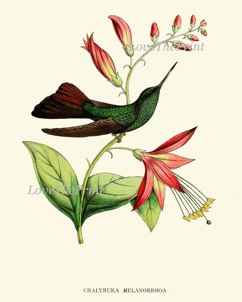 Hummingbird Wall Decor Art Print Set of 9 Beautiful Antique Birds Pink Green Tropical Exotic Flowers Decoration Illustration to Frame HUMM
