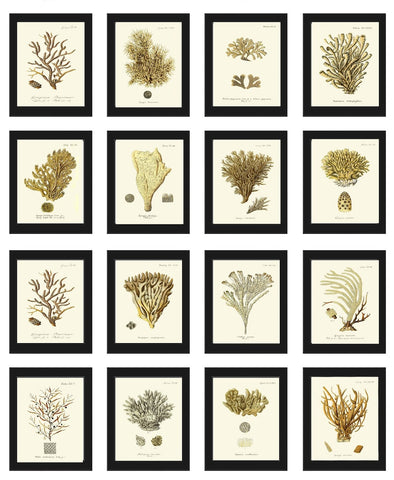 Coral Prints Wall Art Gallery Set of 16 Beautiful Antique Vintage Corals Sea Ocean Nature Science Beach Home Interior Decor to Frame ESPE