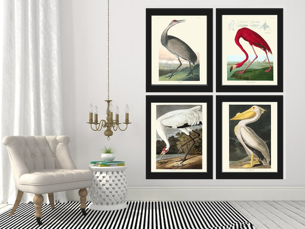 Audubon Bird Prints Vintage Antique Bird Home Wall Art Set of 4 Crane Red Flamingo Pelican Home Decor Illustration Poster to Frame JJA