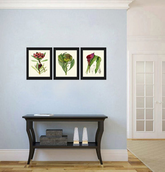 Tropical Flowers Plants Botanical Wall Art Decor Set of 3 Prints Beautiful Protea Calla Lily Burgundy Green Garden Home Decor to Frame AFP