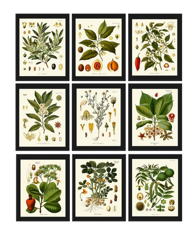 Herbs and Spices Print Set Botanical Wall Art of 9 Prints Beautiful Antique Vintage Kitchen Dining Room Farmhouse Home Decor to Frame KOHS