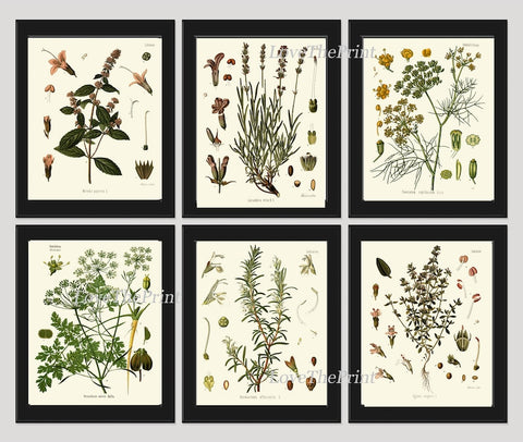 Herbs Spices Prints Wall Art Set 6 Beautiful Botanical Kitchen Dining Room Thyme Mint Rosemary Parsley Thyme Home Room Decor to Frame KOHS