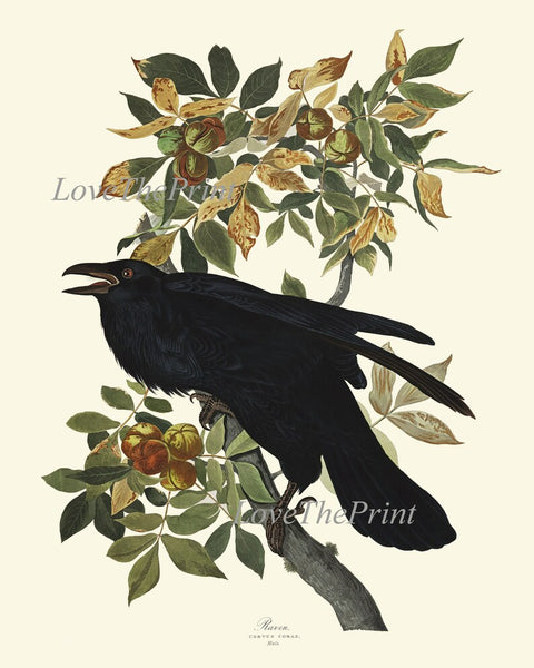 Crow and Raven John James Audubon Bird Wall Art Print Set of 2 Tree Branch Botanical Illustration Living Room Office Hallway Home Decor JJA