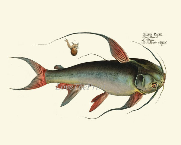 Vintage Catfish Wall Art Set of 4 Prints Beautiful Antique Vintage Lake Fishing Fisherman Cabin Lakehouse Mancave Home Decor to Frame BL