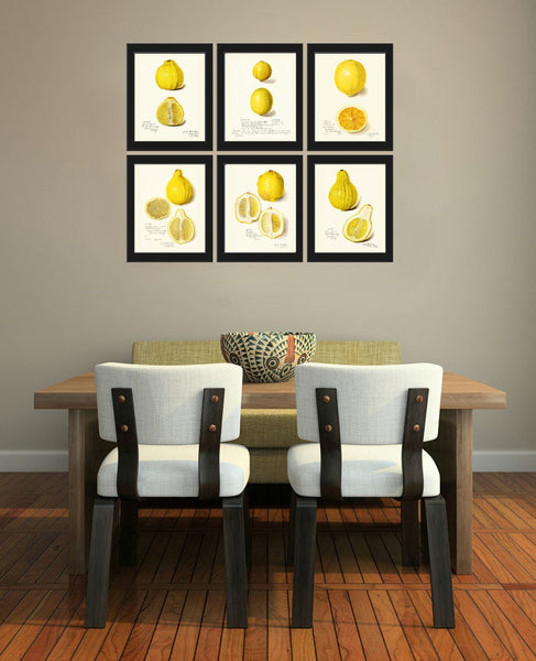 Lemons Home Decor Botanical Wall Art Set of 6 Prints Yellow Citrus Fruit Tropical Kitchen Dining Room Fruit Picture Home Decor to Frame POMO