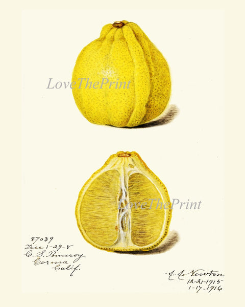 Lemons Home Decor Botanical Wall Art Set of 6 Prints Yellow Citrus Fruit Tropical Kitchen Dining Room Fruit Picture Home Decor to Frame POMO