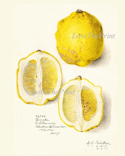 Lemons Home Decor Botanical Wall Art Set of 6 Prints Yellow Citrus Fruit Tropical Kitchen Dining Room Fruit Picture Home Decor to Frame POMO