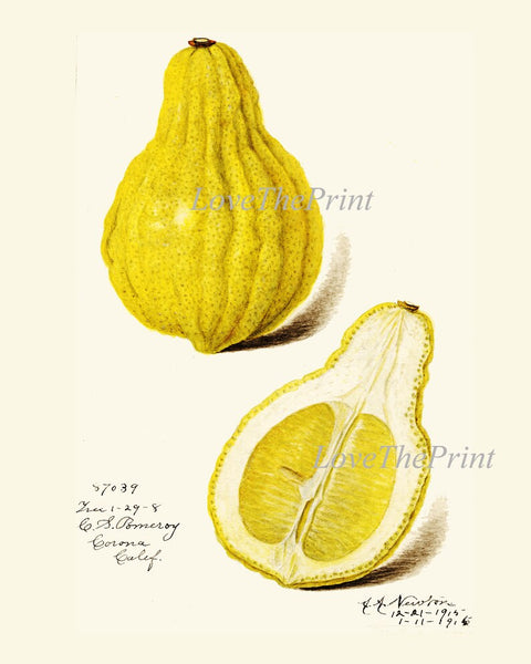 Lemons Home Decor Botanical Wall Art Set of 6 Prints Yellow Citrus Fruit Tropical Kitchen Dining Room Fruit Picture Home Decor to Frame POMO
