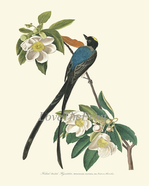 James Audubon Bird Wall Art Prints Set of 2 Beautiful Antique Blue Tufted Titmouse Flycatcher Blue Botanical Home Room Decor to Frame JJA