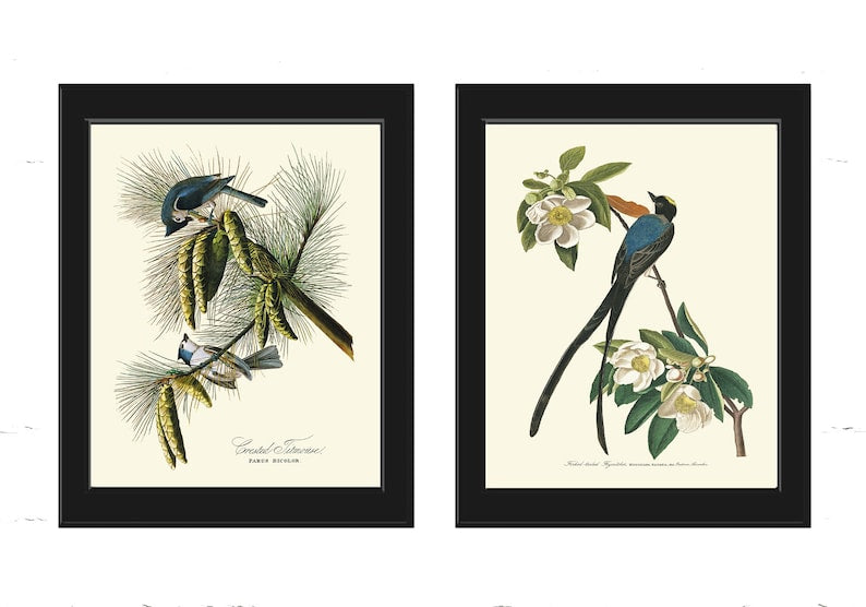 James Audubon Bird Wall Art Prints Set of 2 Beautiful Antique Blue Tufted Titmouse Flycatcher Blue Botanical Home Room Decor to Frame JJA