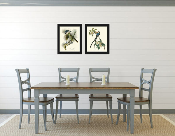 James Audubon Bird Wall Art Prints Set of 2 Beautiful Antique Blue Tufted Titmouse Flycatcher Blue Botanical Home Room Decor to Frame JJA