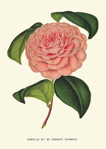 Pink Coral Botanical Pint Set of 6 Wall Art Flowers Floral Roses Aster Hydrangea Camellia Bedroom Dining Room Kitchen Home Decor to Frame IH