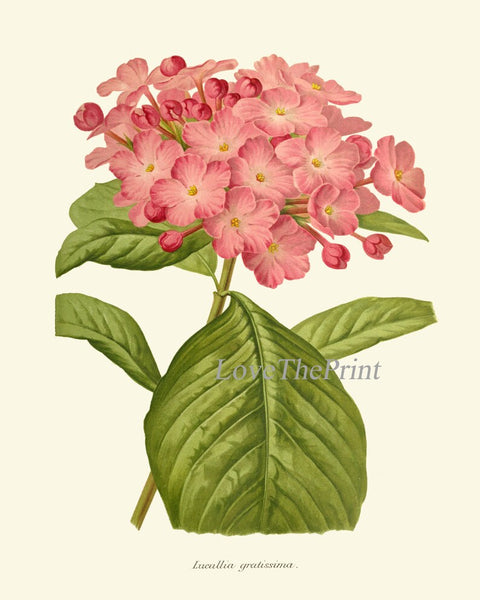 Pink Coral Botanical Pint Set of 6 Wall Art Flowers Floral Roses Aster Hydrangea Camellia Bedroom Dining Room Kitchen Home Decor to Frame IH