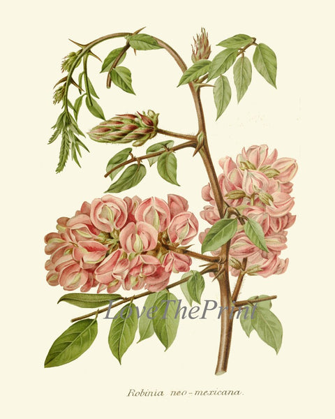 Pink Coral Botanical Pint Set of 6 Wall Art Flowers Floral Roses Aster Hydrangea Camellia Bedroom Dining Room Kitchen Home Decor to Frame IH