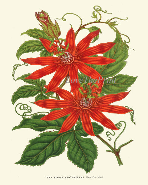 Red Flowers Botanical Pint Set of 6 Wall Art Amaryllis Passion Flower Cactus Green Plants Bedroom Dining Room Kitchen Home Decor to Frame IH