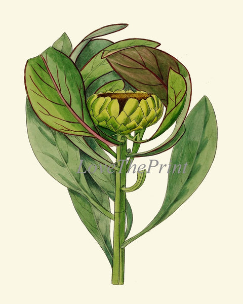 Beautiful Flower Wall Art Home Decor Pint Set 6 Green Floral Garden Nature Bedroom Dining Room Kitchen Fireplace Office Decor to Frame AFP