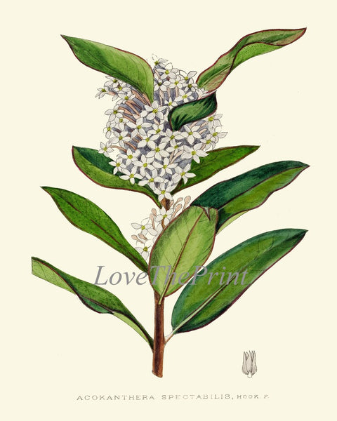 Beautiful Flower Wall Art Home Decor Pint Set 6 Green Floral Garden Nature Bedroom Dining Room Kitchen Fireplace Office Decor to Frame AFP