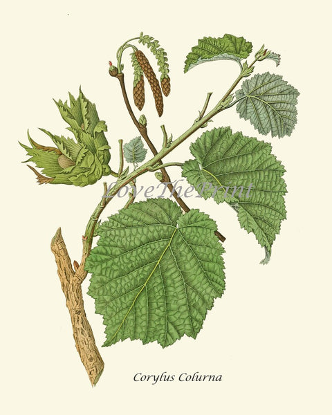 Tree Leaf Branch Home Decor Prints Wall Art Set of 6 Beautiful Green Forest Nature Cabin Farmhouse Illustration Interior Design to Frame HT