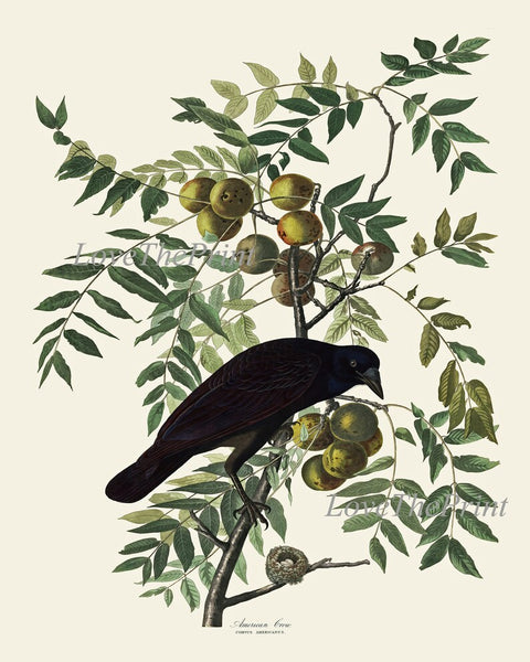 Crow and Raven John James Audubon Bird Wall Art Print Set of 2 Tree Branch Botanical Illustration Living Room Office Hallway Home Decor JJA
