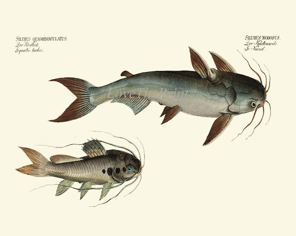 Vintage Catfish Wall Art Set of 4 Prints Beautiful Antique Vintage Lake Fishing Fisherman Cabin Lakehouse Mancave Home Decor to Frame BL