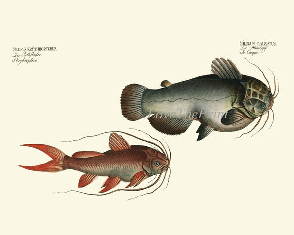 Vintage Catfish Wall Art Set of 4 Prints Beautiful Antique Vintage Lake Fishing Fisherman Cabin Lakehouse Mancave Home Decor to Frame BL