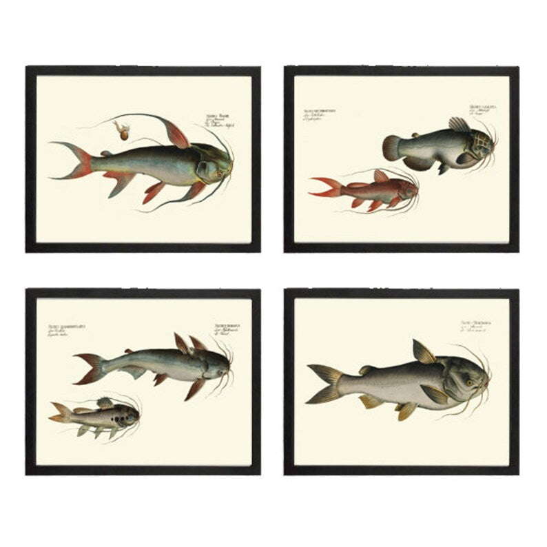 Vintage Catfish Wall Art Set of 4 Prints Beautiful Antique Vintage Lake Fishing Fisherman Cabin Lakehouse Mancave Home Decor to Frame BL
