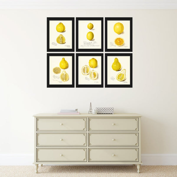 Lemons Home Decor Botanical Wall Art Set of 6 Prints Yellow Citrus Fruit Tropical Kitchen Dining Room Fruit Picture Home Decor to Frame POMO