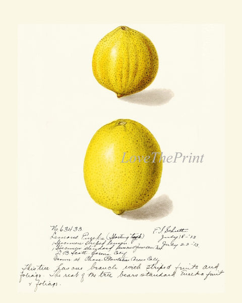 Lemons Home Decor Botanical Wall Art Set of 6 Prints Yellow Citrus Fruit Tropical Kitchen Dining Room Fruit Picture Home Decor to Frame POMO