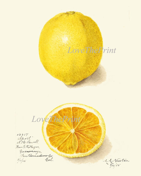 Lemons Home Decor Botanical Wall Art Set of 6 Prints Yellow Citrus Fruit Tropical Kitchen Dining Room Fruit Picture Home Decor to Frame POMO