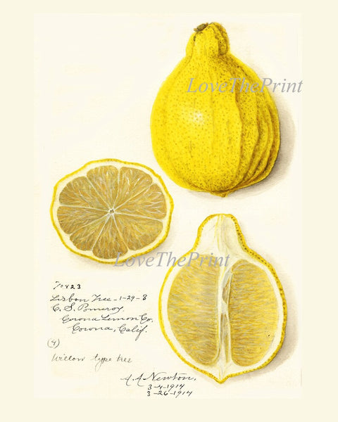 Lemons Home Decor Botanical Wall Art Set of 6 Prints Yellow Citrus Fruit Tropical Kitchen Dining Room Fruit Picture Home Decor to Frame POMO