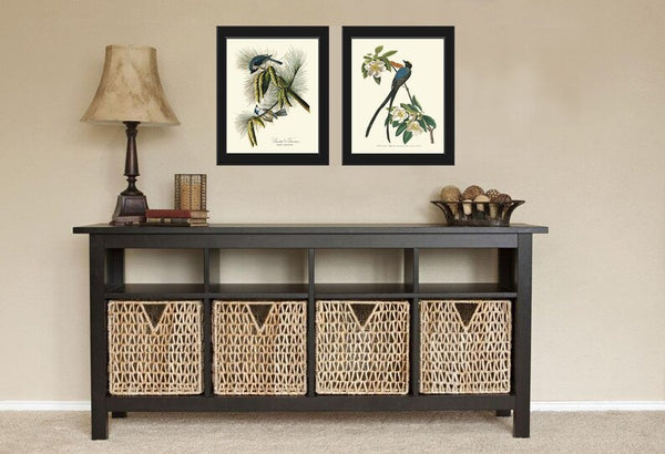 James Audubon Bird Wall Art Prints Set of 2 Beautiful Antique Blue Tufted Titmouse Flycatcher Blue Botanical Home Room Decor to Frame JJA
