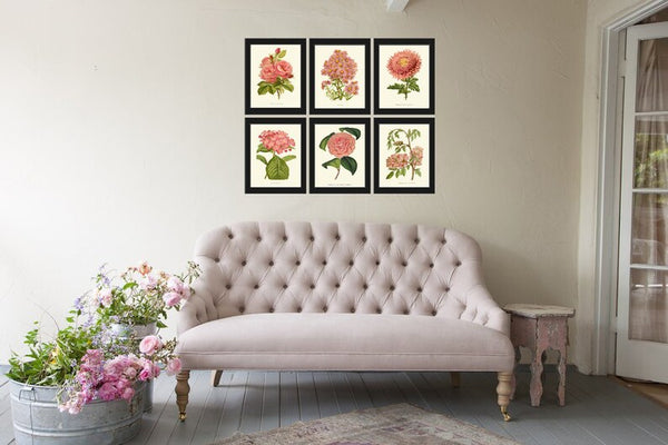Pink Coral Botanical Pint Set of 6 Wall Art Flowers Floral Roses Aster Hydrangea Camellia Bedroom Dining Room Kitchen Home Decor to Frame IH