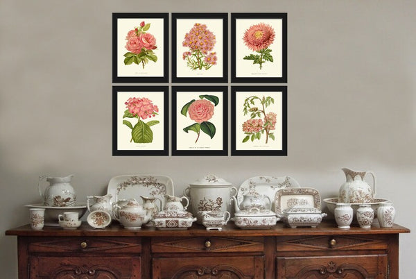Pink Coral Botanical Pint Set of 6 Wall Art Flowers Floral Roses Aster Hydrangea Camellia Bedroom Dining Room Kitchen Home Decor to Frame IH