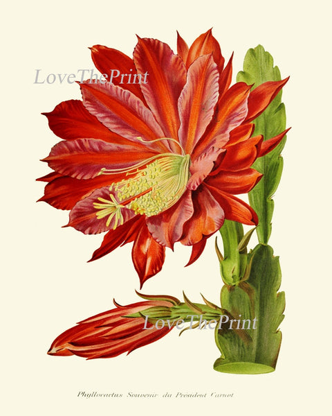 Red Flowers Botanical Pint Set of 6 Wall Art Amaryllis Passion Flower Cactus Green Plants Bedroom Dining Room Kitchen Home Decor to Frame IH