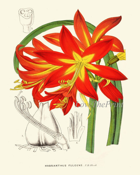 Red Flowers Botanical Pint Set of 6 Wall Art Amaryllis Passion Flower Cactus Green Plants Bedroom Dining Room Kitchen Home Decor to Frame IH