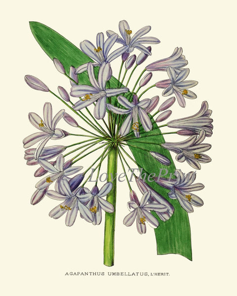 Beautiful Flower Wall Art Home Decor Pint Set 6 Green Floral Garden Nature Bedroom Dining Room Kitchen Fireplace Office Decor to Frame AFP