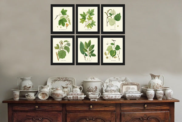 Tree Leaf Branch Home Decor Prints Wall Art Set of 6 Beautiful Green Forest Nature Cabin Farmhouse Illustration Interior Design to Frame HT