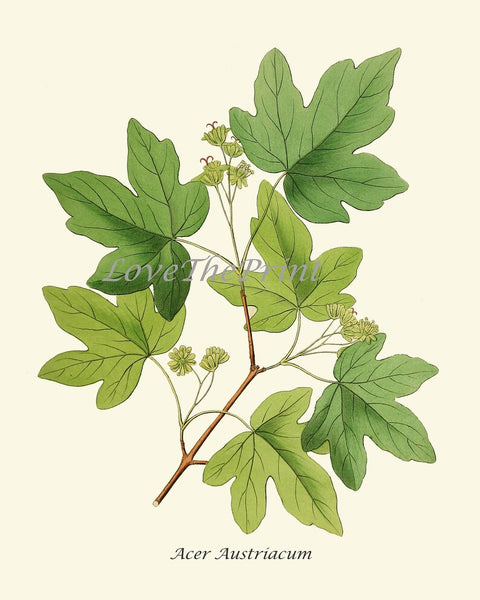 Tree Leaf Branch Home Decor Prints Wall Art Set of 6 Beautiful Green Forest Nature Cabin Farmhouse Illustration Interior Design to Frame HT